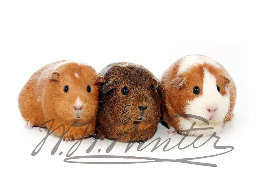 The three little piggies... All pets are welcome at Winters, providing you can get them upstairs to our studio. Pet photography starts at £32.50 for a studio session, editing of images, proofing and the choice of one 7in x 5in folder mounted print. #petphotography #winters1852