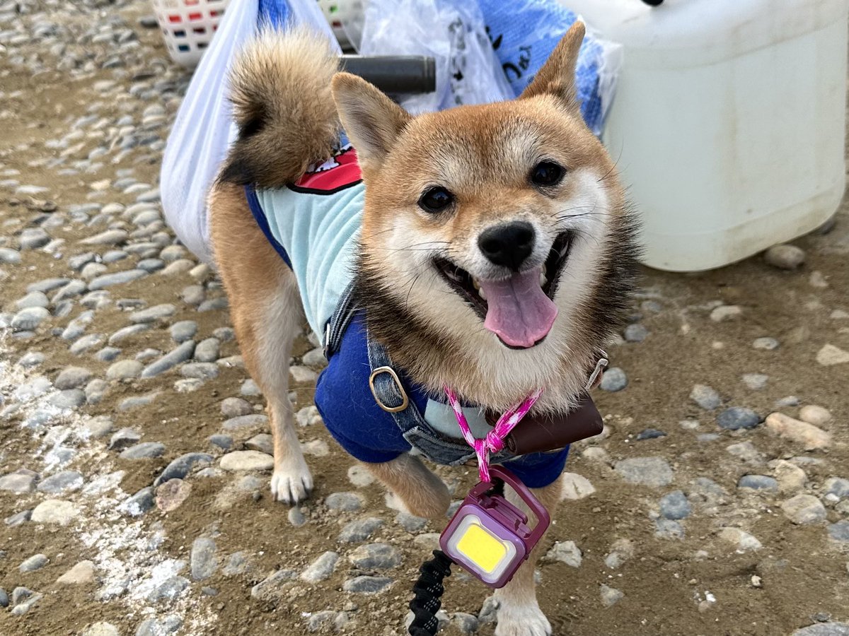 riseandride123's tweet photo. Getしました✨電気をさげるチョーカーもかわいい😍😍明日もツイスターレーシングさんのパドックで販売されてます‼️本当オススメです✨☝️コエダもお気に入り❤️
#JNCC
#マナブ餃子
#RITEX https://t.co/Yes291ivYQ
