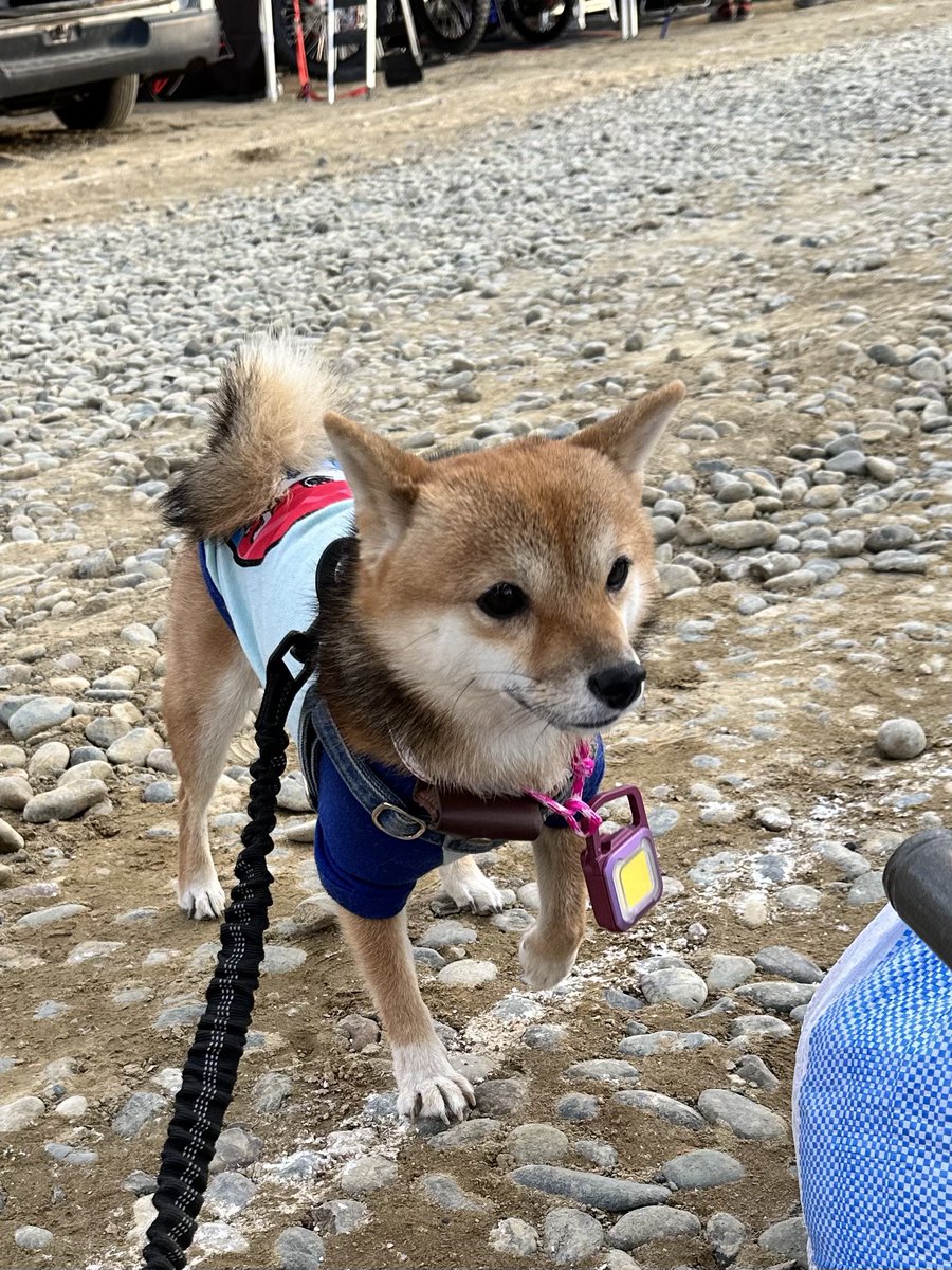 riseandride123's tweet photo. Getしました✨電気をさげるチョーカーもかわいい😍😍明日もツイスターレーシングさんのパドックで販売されてます‼️本当オススメです✨☝️コエダもお気に入り❤️
#JNCC
#マナブ餃子
#RITEX https://t.co/Yes291ivYQ