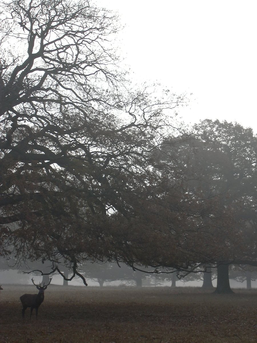 Hello Autumn 🍂 It’s always a joy to see the seasons change in the grounds and gardens!

📷: Helmingham Wildman