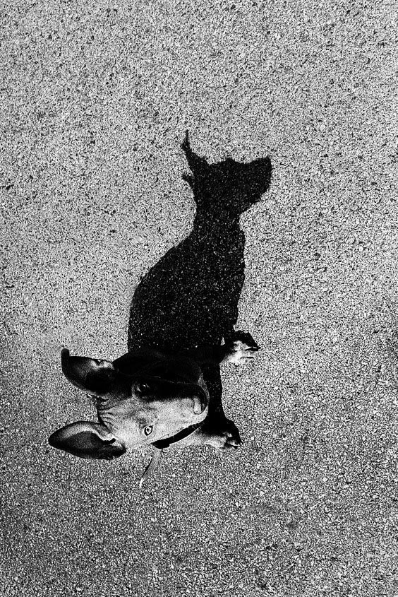 Pierre Botte tweet media