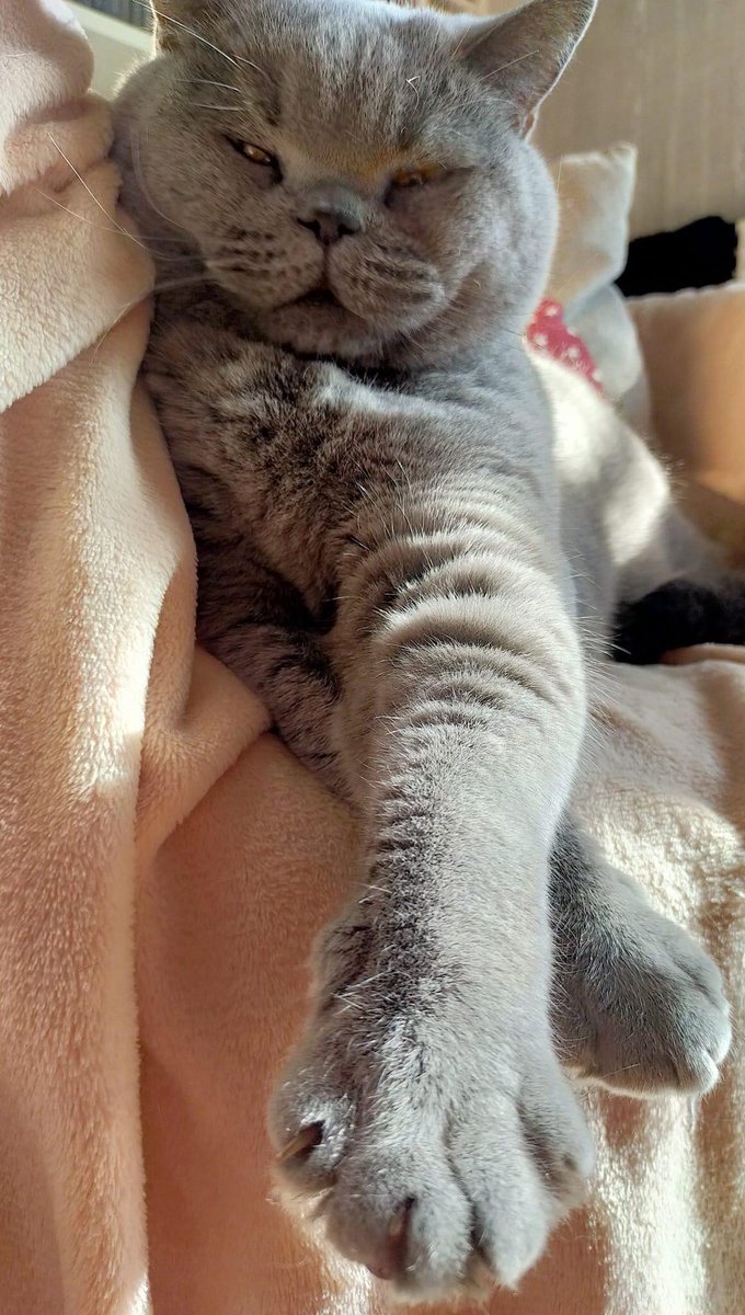 wattia_'s tweet photo. La piccola grande famiglia dei British #5027 🐻

 #catsofig #catsofinstagram #catsig #catsofworld #catsoftwitter #cats #cat #gatti #gatto #kittens #catsontwitter #caturday #catslover #cutecats #cuteanimals #animals #animali #britishshorthair #7ottobre https://t.co/394EsZbbng