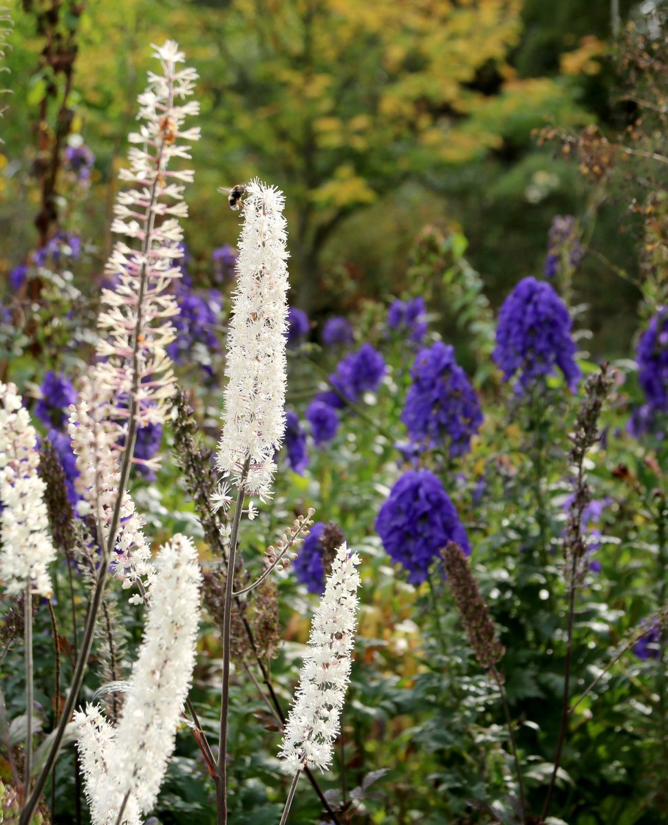 bordehillgarden's tweet photo. This sunny Saturday we’re admiring #Actaea. Known for its dramatic foliage and fragrant, bottlebrush flowers, actaea adds depth and texture to any garden setting, making it a versatile choice for borders. Wander through the Garden and let its charm captivate your senses. https://t.co/GgOgz7BU1k