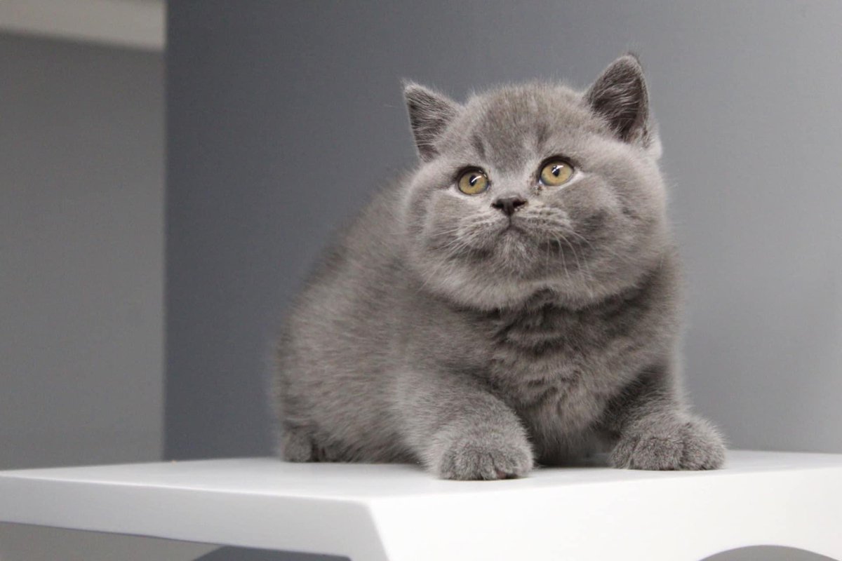 wattia_'s tweet photo. La piccola grande famiglia dei British #5026 🐻

 #catsofig #catsofinstagram #catsig #catsofworld #catsoftwitter #cats #cat #gatti #gatto #kittens #catsontwitter #caturday #catslover #cutecats #cuteanimals #animals #animali #britishshorthair #7ottobre https://t.co/Jf7ufFUSoF