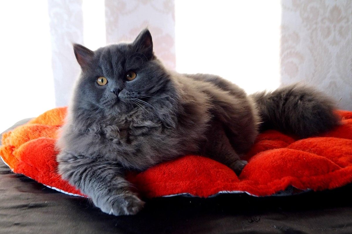 wattia_'s tweet photo. La piccola grande famiglia dei British #5026 🐻

 #catsofig #catsofinstagram #catsig #catsofworld #catsoftwitter #cats #cat #gatti #gatto #kittens #catsontwitter #caturday #catslover #cutecats #cuteanimals #animals #animali #britishshorthair #7ottobre https://t.co/4vtJVnswXo