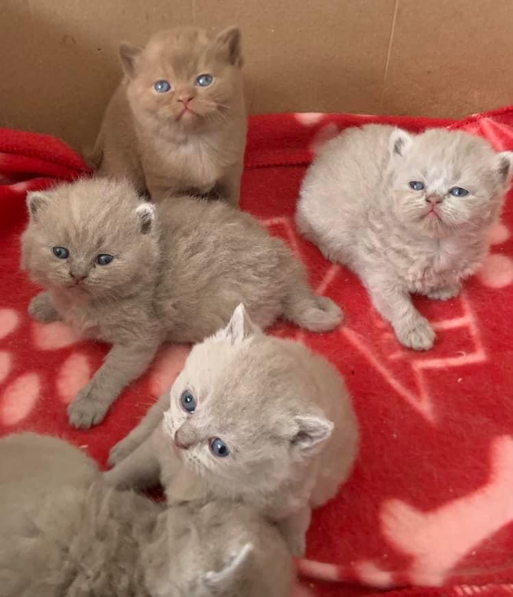 wattia_'s tweet photo. La piccola grande famiglia dei British #5028 🐻

 #catsofig #catsofinstagram #catsig #catsofworld #catsoftwitter #cats #cat #gatti #gatto #kittens #catsontwitter #caturday #catslover #cutecats #cuteanimals #animals #animali #britishshorthair #7ottobre https://t.co/0gPmHcopjN