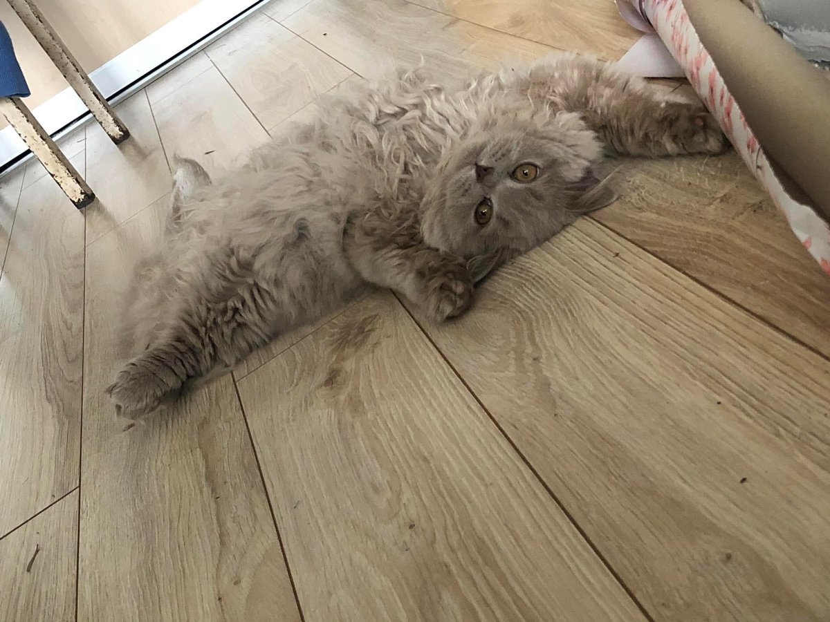 wattia_'s tweet photo. La piccola grande famiglia dei British #5028 🐻

 #catsofig #catsofinstagram #catsig #catsofworld #catsoftwitter #cats #cat #gatti #gatto #kittens #catsontwitter #caturday #catslover #cutecats #cuteanimals #animals #animali #britishshorthair #7ottobre https://t.co/0gPmHcopjN