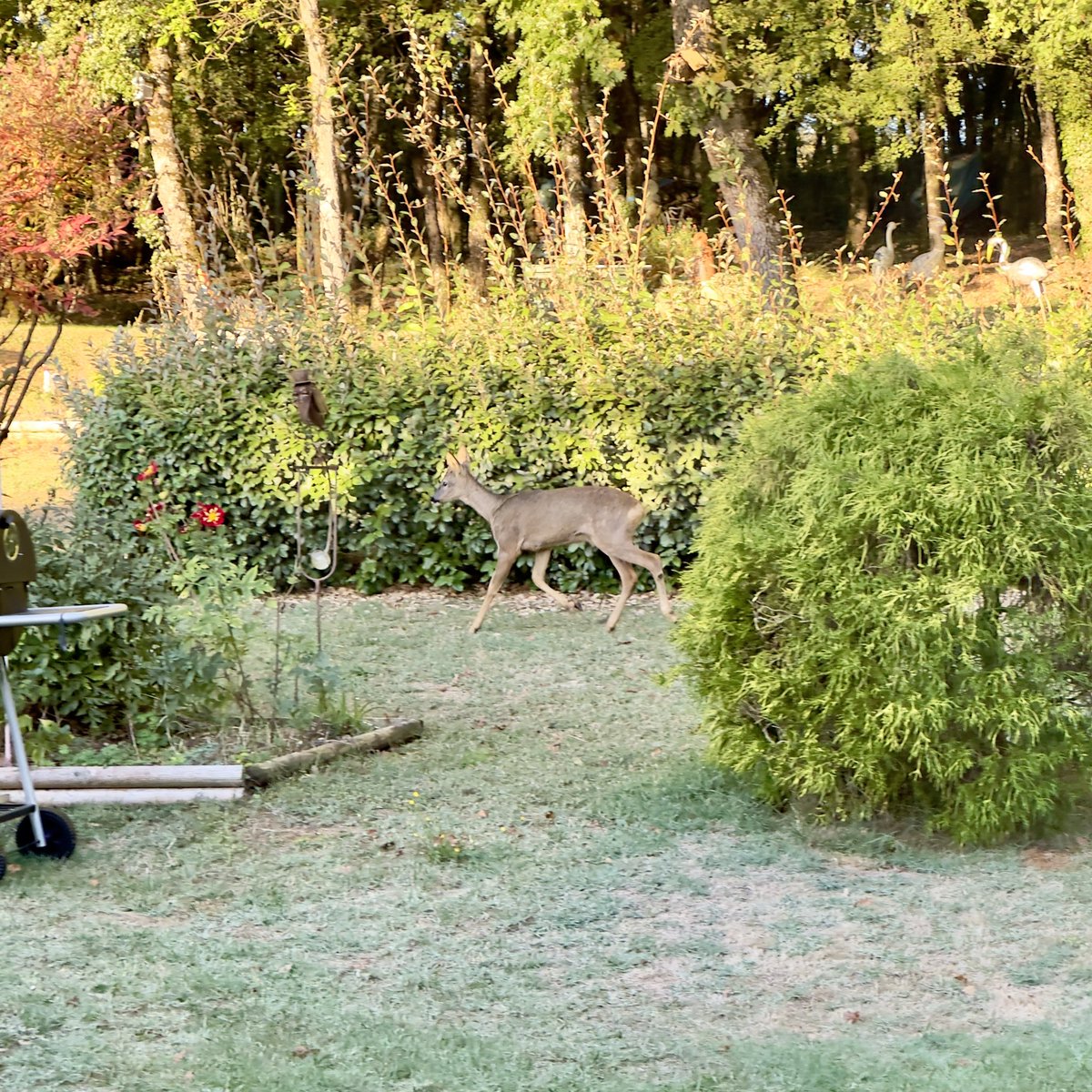 oxide's tweet image. Dans le jardin maintenant!