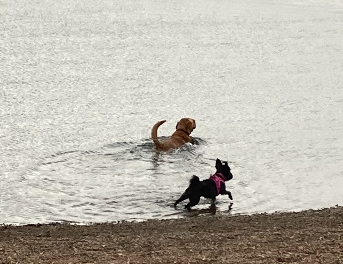 Seashellsfelix's tweet photo. Suki had a splashingly good time with her pal Tess yesterday
☺️🐾🐾
#schnauzergang #redfoxlab #felixstowe https://t.co/A9JC6sCIOn