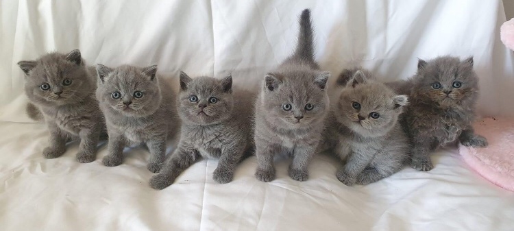 wattia_'s tweet photo. La piccola grande famiglia dei British #5030 🐻

 #catsofig #catsofinstagram #catsig #catsofworld #catsoftwitter #cats #cat #gatti #gatto #kittens #catsontwitter #caturday #catslover #cutecats #cuteanimals #animals #animali #britishshorthair #7ottobre https://t.co/04JmpMveFx