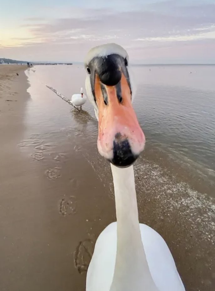 I don’t speak swan but I feel it’s saying “have you done your register?”…