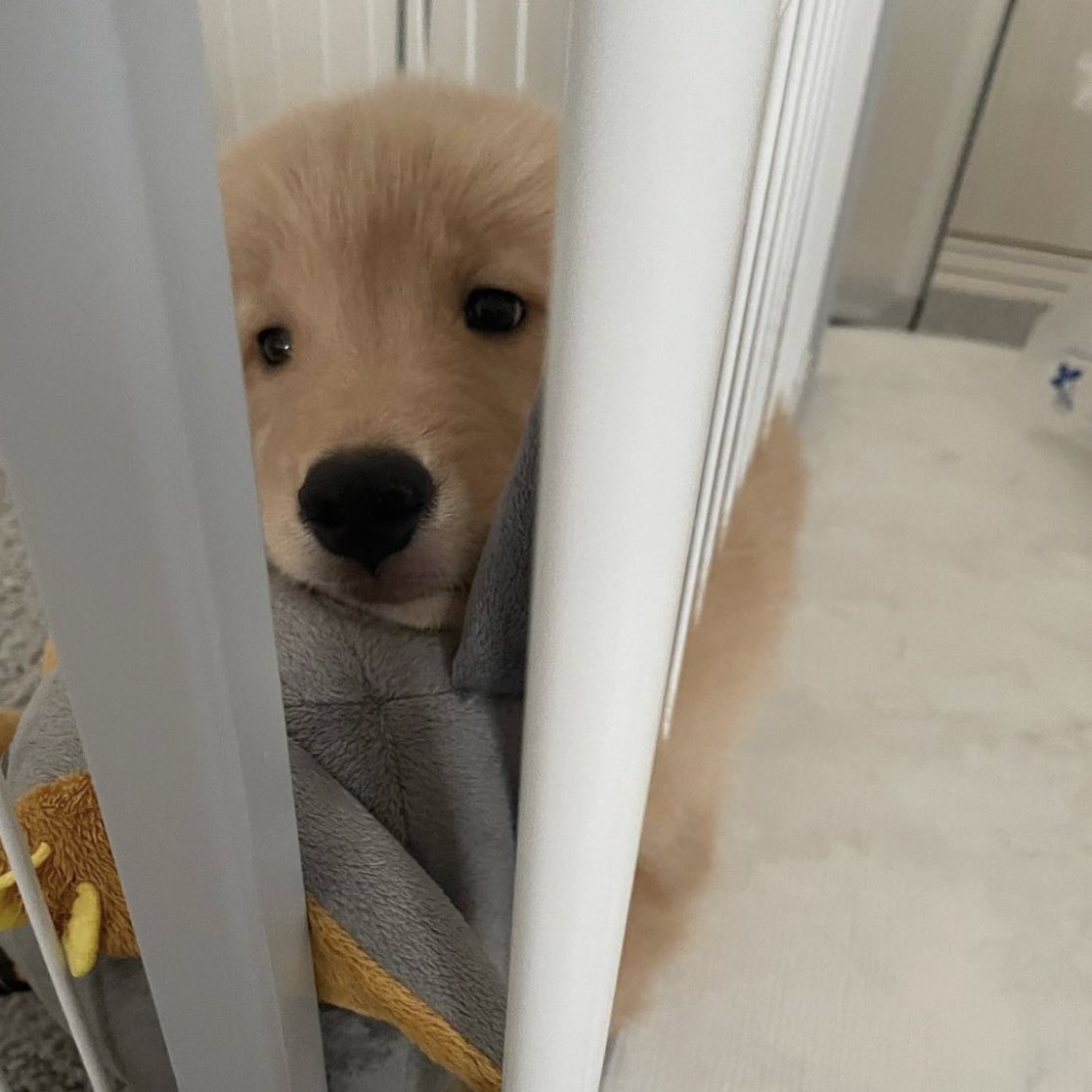 ขอบคุนที่เอาเค้ามาเลี้ยงนะเบบี๋