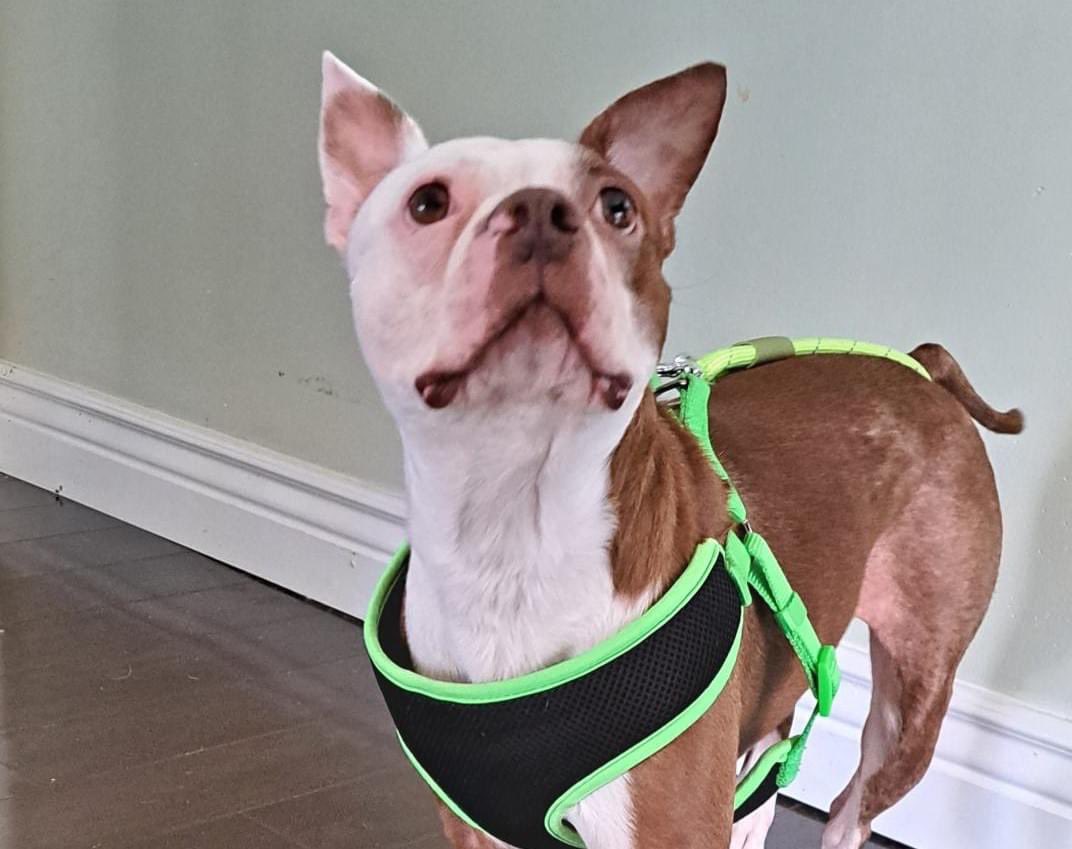 NEBTR's tweet photo. 🚨🚨🚨 WISHLIST ALERT!! 🚨🚨🚨

Coco came into foster care after some unfortunate circumstances led to his loving family having to surrender him.  Please consider purchasing an item from his Wishlist 💚💚

Wishlist Link:  https://t.co/t3tGKLTHM8 https://t.co/Gpbu8SNwIw