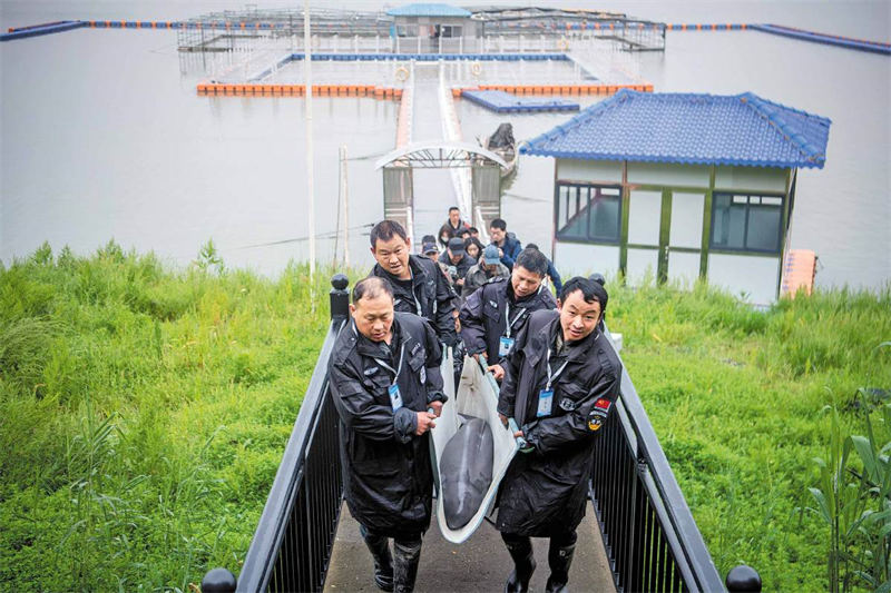 PuebloEnLnea's tweet photo. Conocidos como "Ángeles sonrientes", la #marsopa sin aletas del #Yangtze es la única especie emblemática de la cuenca del río Yangtze y se cree ampliamente que es un indicador natural importante de la salud del #ecosistema del río Yangtze.
https://t.co/ECxPlCejGP https://t.co/GLsP8VIq1h