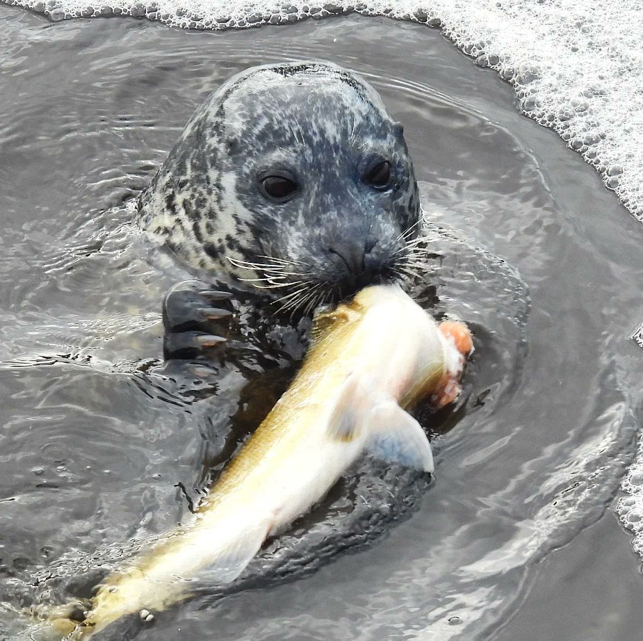 Harbour seal having breakfast. #teesbarrage