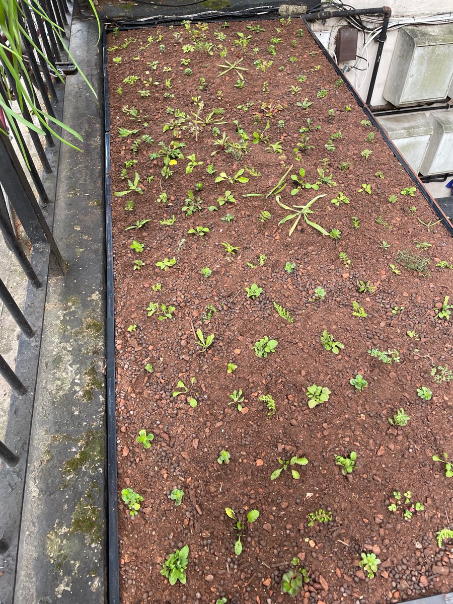 LindaAWade's tweet photo. Many thanks to the @livingrooftops @NHGhousing teams for installing 2 green roofs in Longridge Road yesterday as part of a local greening initiative by funded by @RBKC #CLLL promoting biodiversity, sustainability and improving the streetscape of #EarlsCourt @AdrianZorzut @NSCARA2 https://t.co/b9oVMQ2Q9v