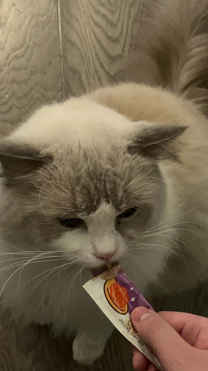dfslgc's tweet photo. 🐱 https://t.co/POBvn51EKy