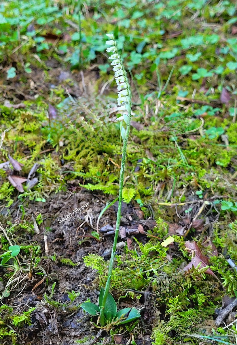 SajadAlipour98's tweet photo. Spiranthes spiralis
Orchidaceae
Savadkuh, Iran
5th October 2023
Altitude: 650m https://t.co/ciWOM0Hn96