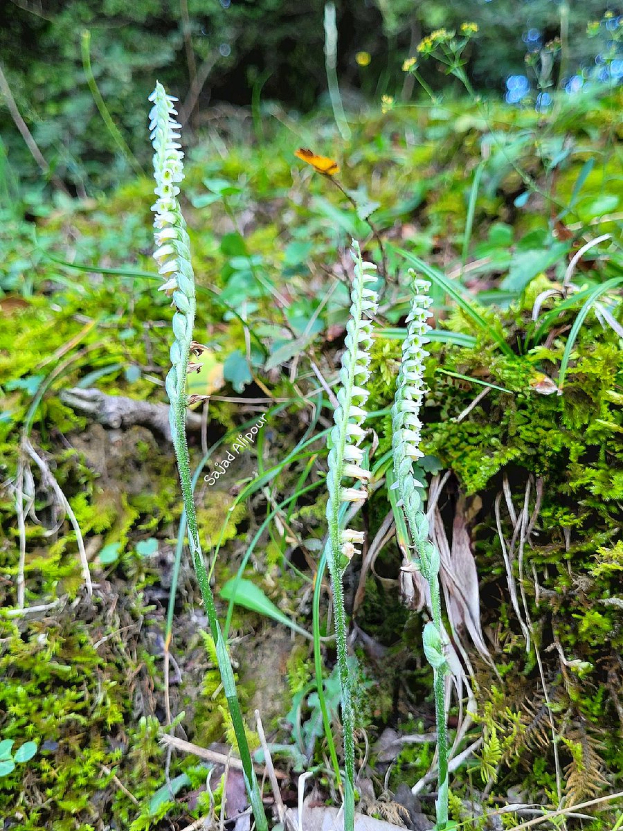 SajadAlipour98's tweet photo. Spiranthes spiralis
Orchidaceae
Savadkuh, Iran
5th October 2023
Altitude: 650m https://t.co/ciWOM0Hn96