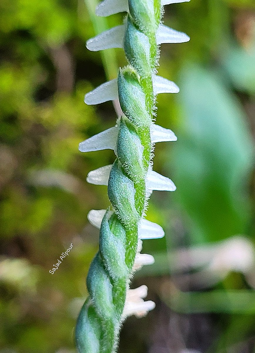 SajadAlipour98's tweet photo. Spiranthes spiralis
Orchidaceae
Savadkuh, Iran
5th October 2023
Altitude: 650m https://t.co/ciWOM0Hn96