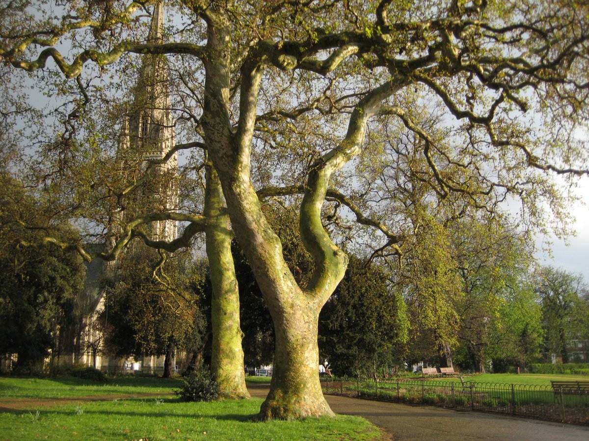 treeruss's tweet photo. Next guided walk:
Trees Fungi Insects Habitats &amp; Native Recovery

Sun 15 Oct

In partnership with @clissoldpeople.

Book here: https://t.co/RaSVBoVUWI
Pay what you like.
#HackneyNatureRecovery
#ClissoldParkWalks #HackneyTreeWalks #TreeRussWalks #HackneyTrees #StokeNewingtonWalks https://t.co/tuu0c45ZqP