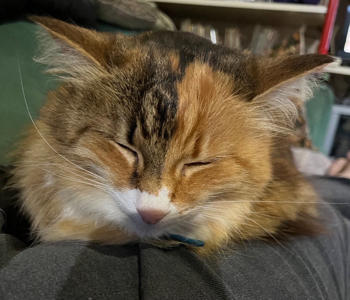 AnnaBeeOz's tweet photo. Here is my cat. Look how cute she is.
Also #VoteYes23 https://t.co/6B01w7ZfX0