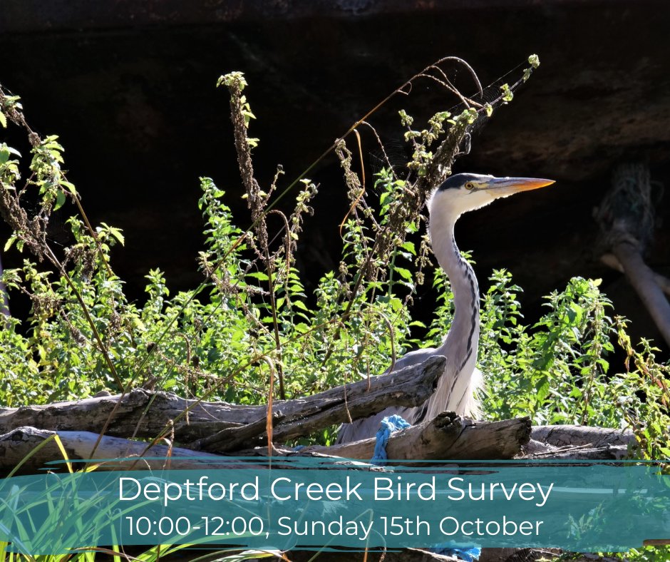 Creekside_Trust's tweet photo. Learn how to identify birds in the local area, and how to record them. No experience necessary, bring binoculars if you have a pair, though we have some which you can use.
https://t.co/xmpejdjuMZ
#deptfordcreek #birdsoflondon #birdsurvey https://t.co/SO3Tagmm3w