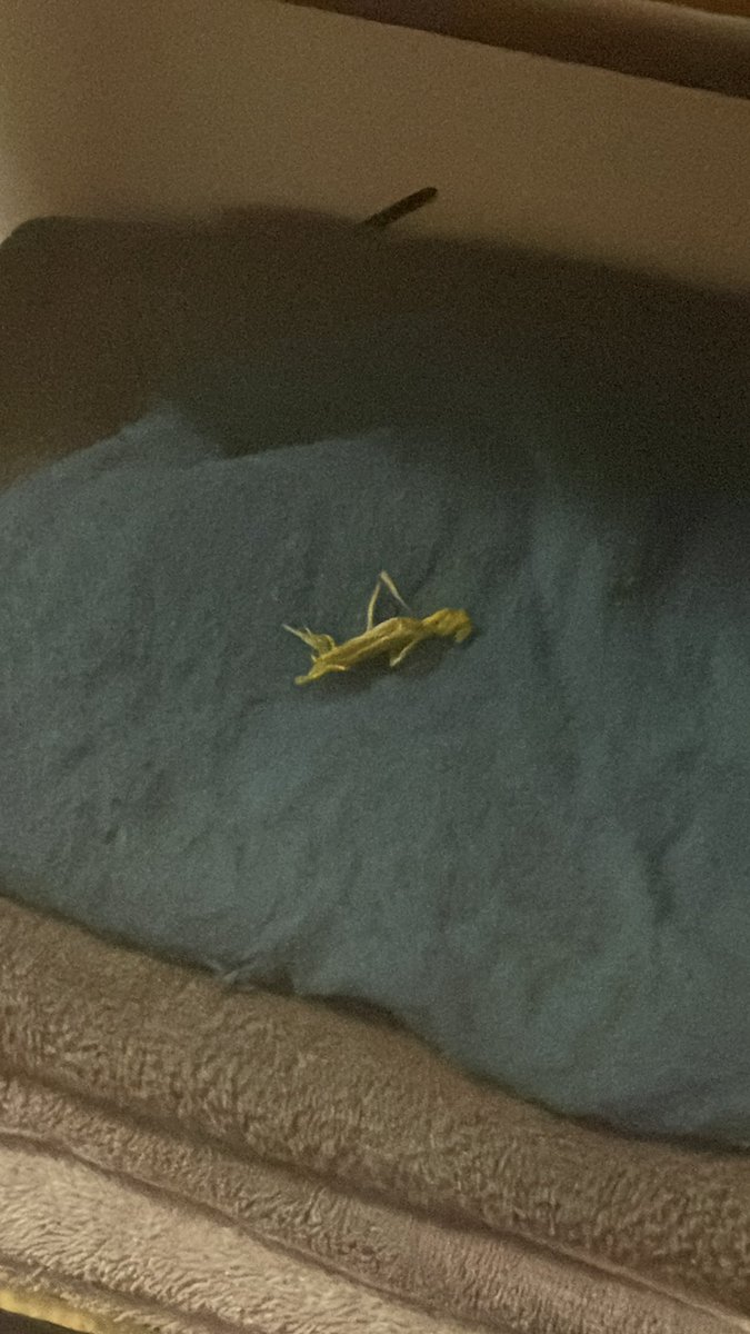 wellypooscene's tweet photo. developed empathy towards this little piece of embroidery thread on my towel stack who looks like he slipped over and is lying down and now i can’t get a towel in case i hurt him https://t.co/eUsxN8e87w