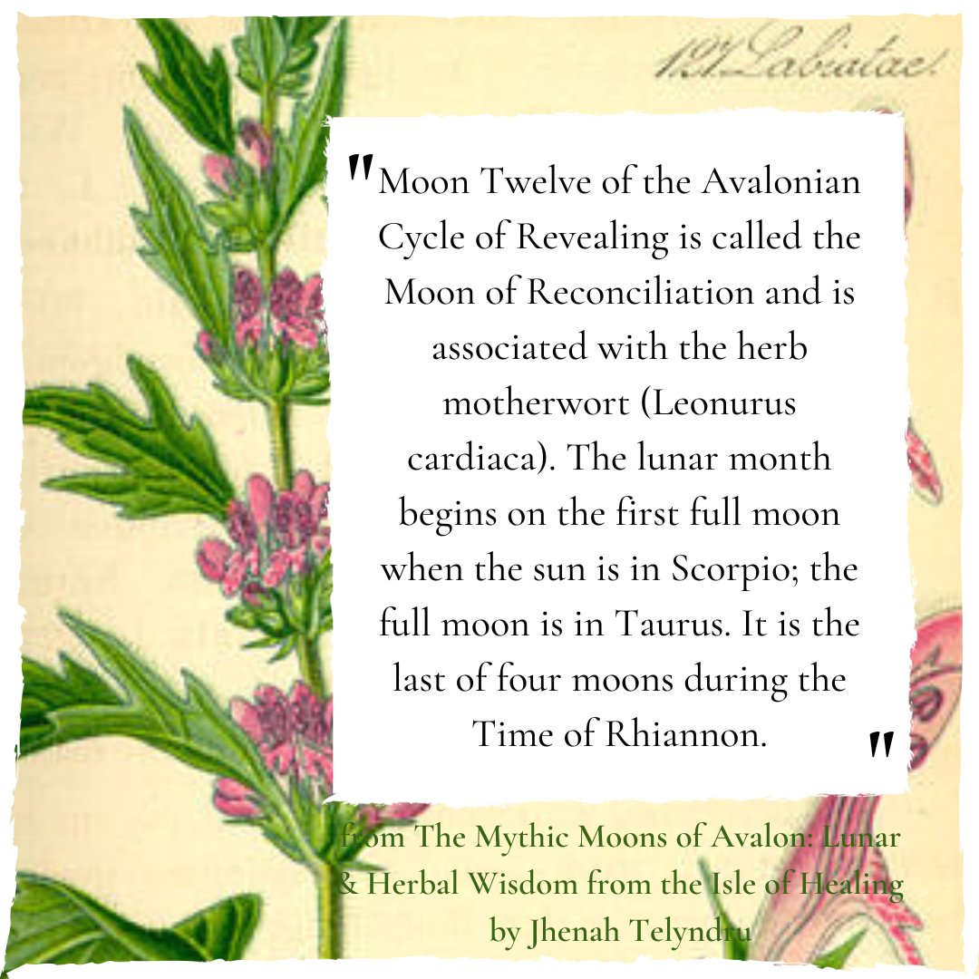 "Moon Twelve of the Avalonian Cycle of Revealing is called the Moon of Reconciliation and is associated with the herb motherwort (Leonurus cardiaca)..."
- The Mythic Moons of Avalon: Lunar &amp; Herbal Wisdom from the Isle of Healing by <a href="/ynysafallon/">Jhenah Telyndru</a>

#rhiannon #motherwort #avalonian
