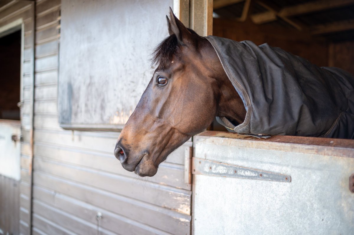 𝐆𝐞𝐭 𝐈𝐭 runs this afternoon at 𝐀𝐬𝐜𝐨𝐭 in their Class 2 5f Handicap at 4:45pm under his winning jockey 𝐏𝐚𝐮𝐥 𝐌𝐮𝐥𝐫𝐞𝐧𝐧𝐚𝐧. Good luck to all of his owners 🤞🏻

Get in on the action with a #OneTimePayment share costing 𝐣𝐮𝐬𝐭 £𝟒𝟓: bit.ly/MRHGetIt
