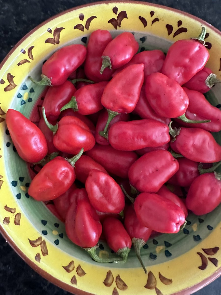 Scotch Bonnets harvested. Winter warming recipes please?!