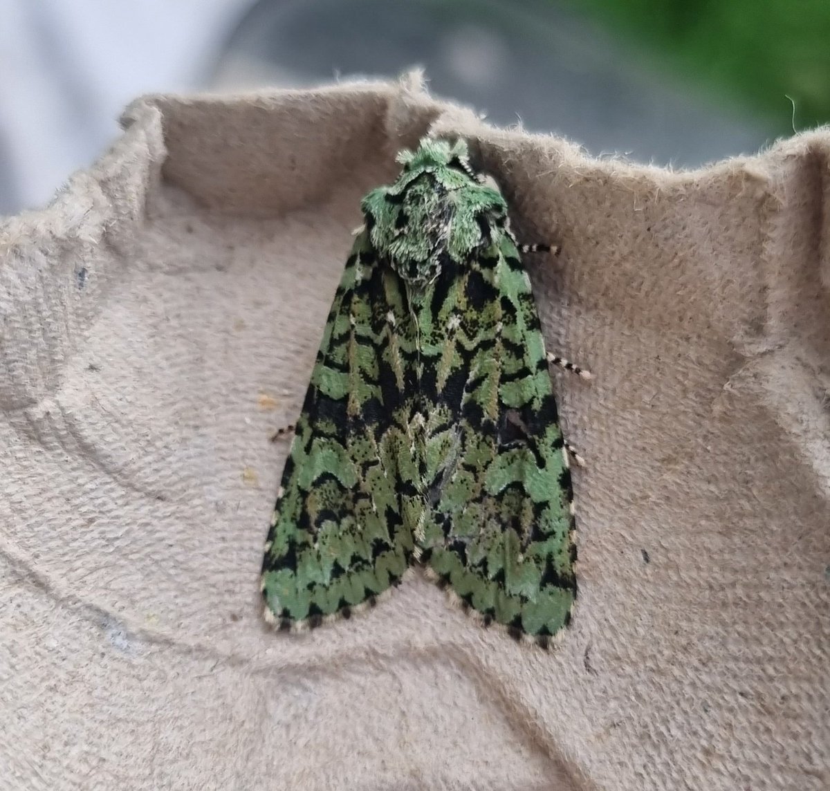 What. A. Moth! #MerveilleDuJour is definitely a show stopper! @DaNES_Insects @Buzz_dont_tweet #Mothsmatter