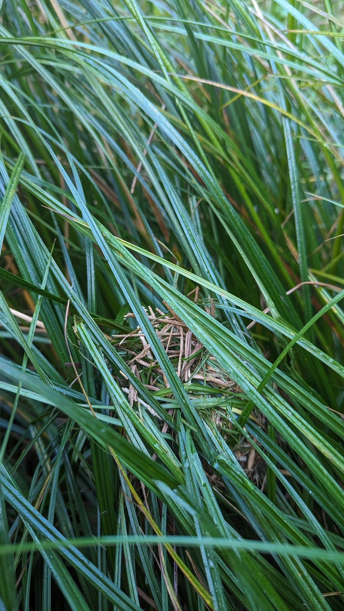 LemonStephen's tweet image. Tennis ball size nest made of Carex vesicaria, just found in a pond at Chiddingstone Reserve.  Assume this is Harvest Mouse.