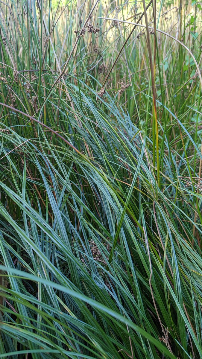 LemonStephen's tweet image. Tennis ball size nest made of Carex vesicaria, just found in a pond at Chiddingstone Reserve.  Assume this is Harvest Mouse.