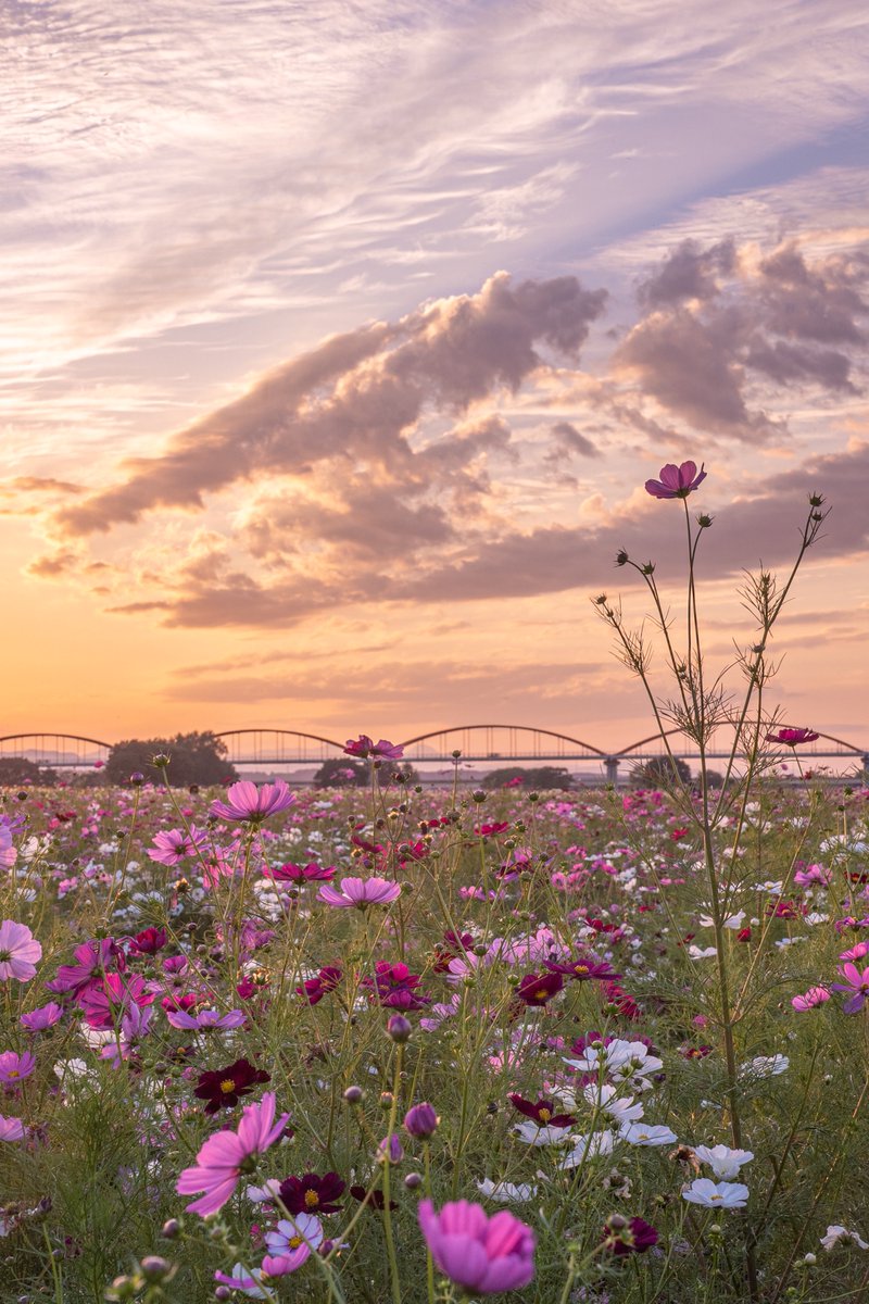 夕暮れコスモス