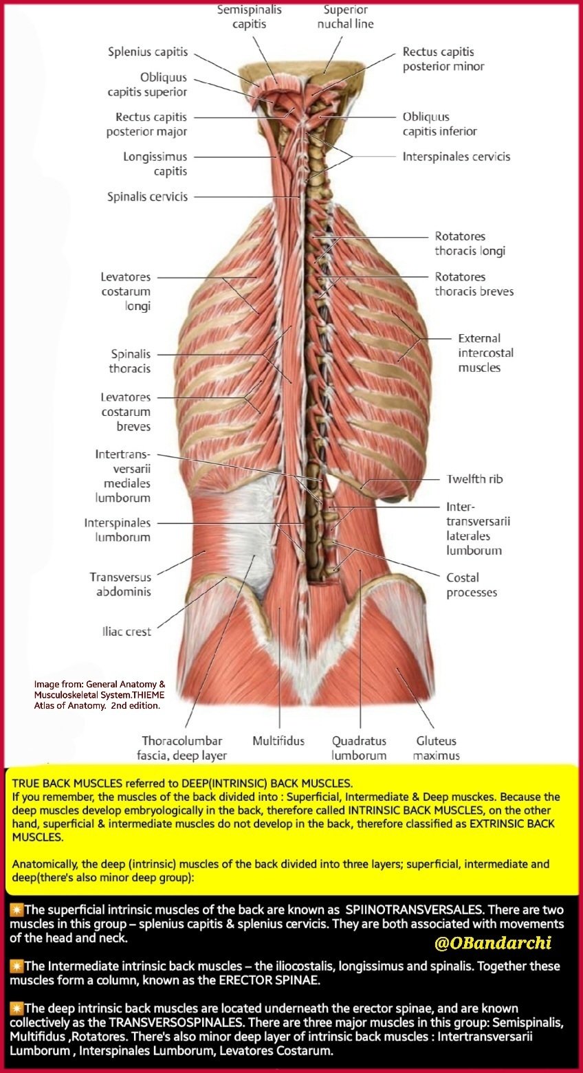 Deep Back Muscles Anatomy 3+ Hundred Deep Back Muscles Anatomy