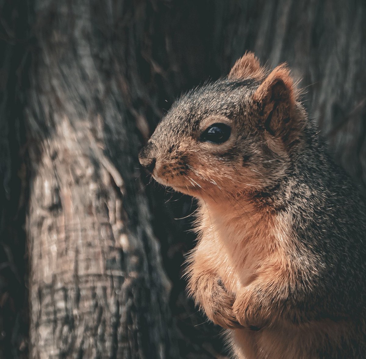 #squirrel #wildlife #wildlifephotography #nature #naturephotography #naturephoto #oklahoma #okc #oklahomacity #oklahomaphotography #oklahomaphotographer #womenphotographers #womenphotography #canon #canonphotography #tamron #tamronlens