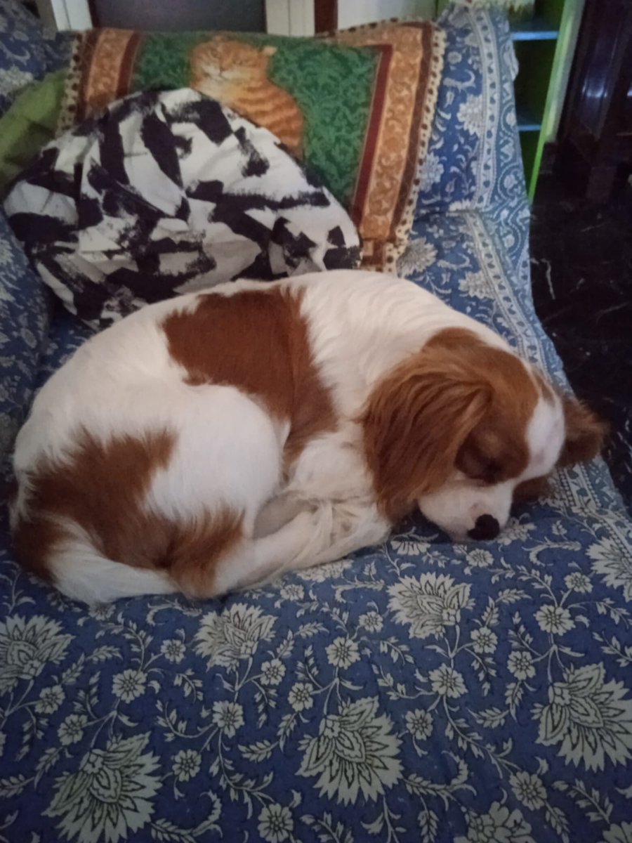 zampa_qua's tweet photo. ATTENZIONE RICEVO E CONDIVIDO🆘🆘🆘Roberto☎️ 3319775713"Sono buono e coccolone,ti aspetto mamma"E' dolcissimo  chevalier king, per problemi familiari rinunciano a lui.😔Nato il 5 marzo 2023 .AIUTIAMOLO CERCA  UNA FAMIGLIA per sempre 🏡🙏 #4voiceles Firenze https://t.co/JIu72GTGS4