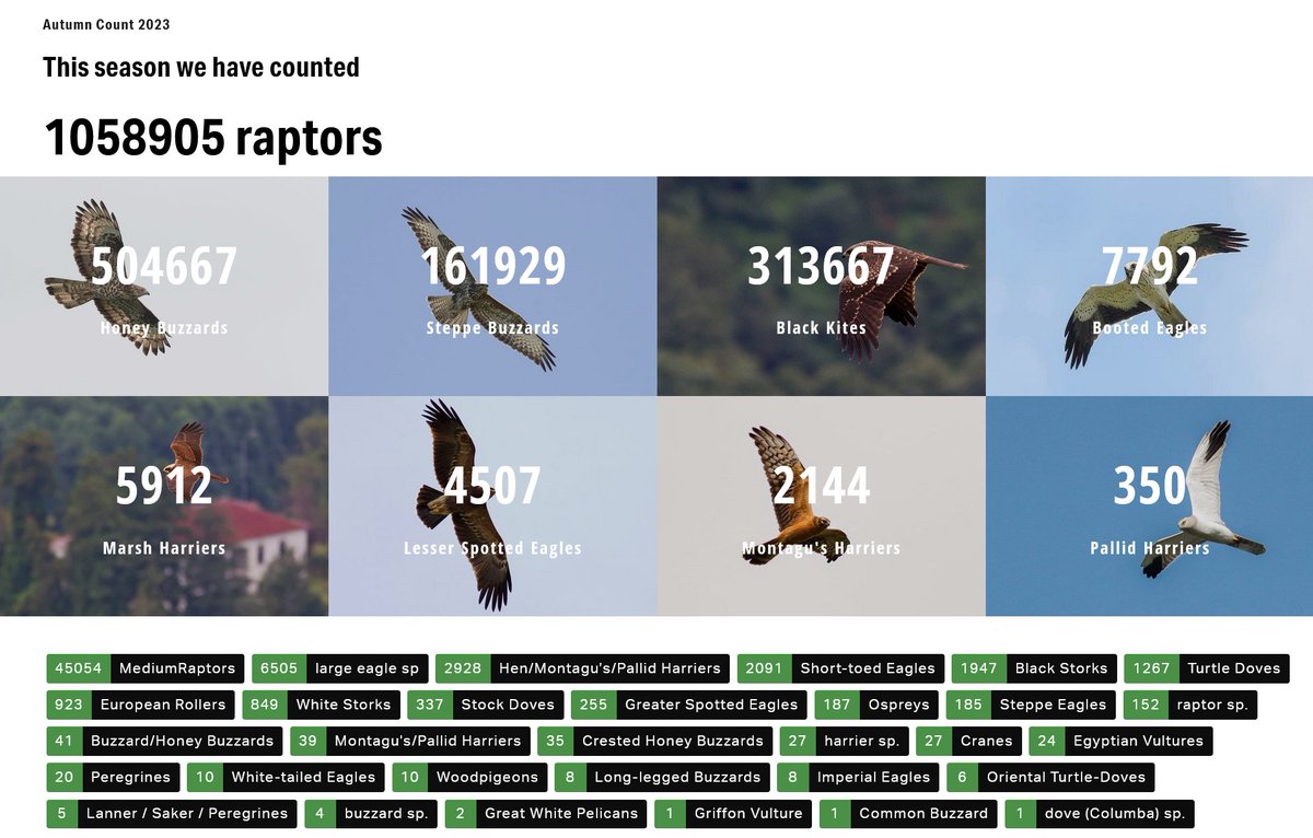 With exactly two more weeks to go, we are extremely happy and proud to have once again counted >1 million raptors during #BRC15!😍

Let's see how we came here, and what we can still expect in the upcoming 14 days...🧵👇

1/5

📸<a href="/MarcHeetkamp/">Marc Heetkamp</a>