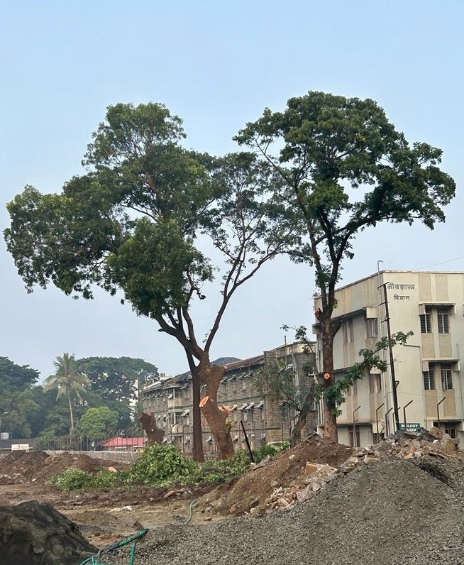 For the last few months #spcollege has been cutting large old growth trees in their campus. #Pune #treecutting This magnificent Indian Mahogany was cut today morning