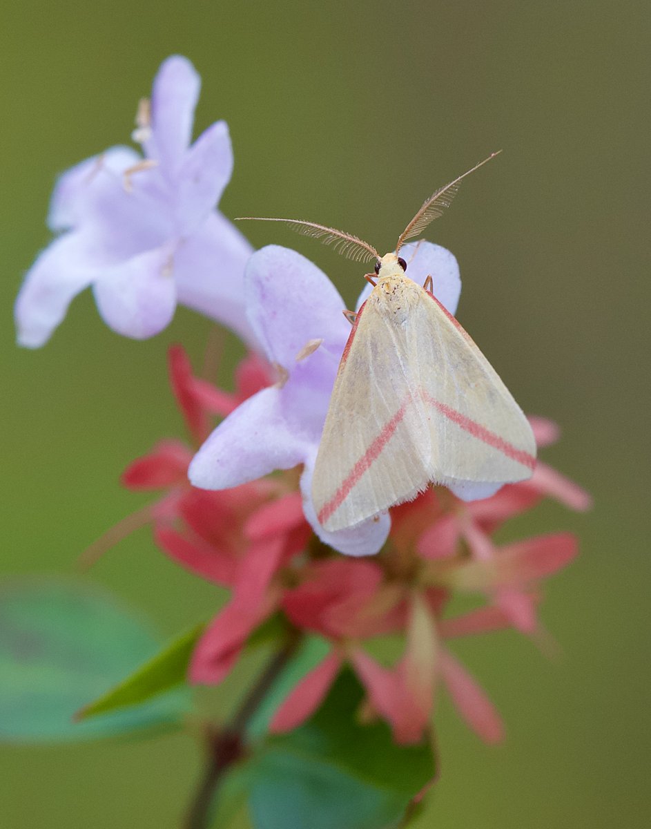 Two Vestal from our Yorkshire garden last night. @MigrantMothUK #vestal #moth