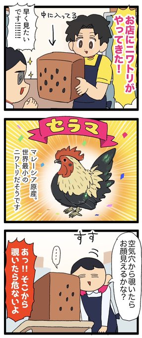 ニワトリ様 F7140hvaIAAxSWo.jpg:small