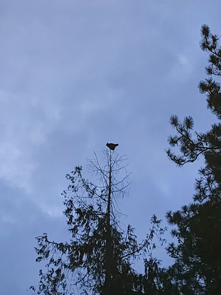 tesmeeton's tweet photo. If anyone has lost their owl...it is here, daily, hooting....and hooting.  Please come and get your owl. https://t.co/h67fURqGSo