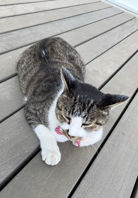 今日の県大ねこ、サバちゃん(=^ェ^=)