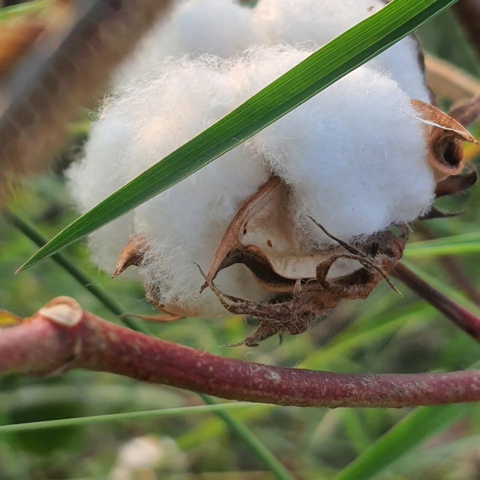 FarmsShifa's tweet photo. 🌱 Celebrating #WorldCottonDay at Shifa Farms! Proudly growing organic cotton with regenerative agriculture. See our recent cotton picture from the field! 🌾 #OrganicCotton #RegenerativeAgriculture #ShifaFarms https://t.co/bPSZVBuBWr
