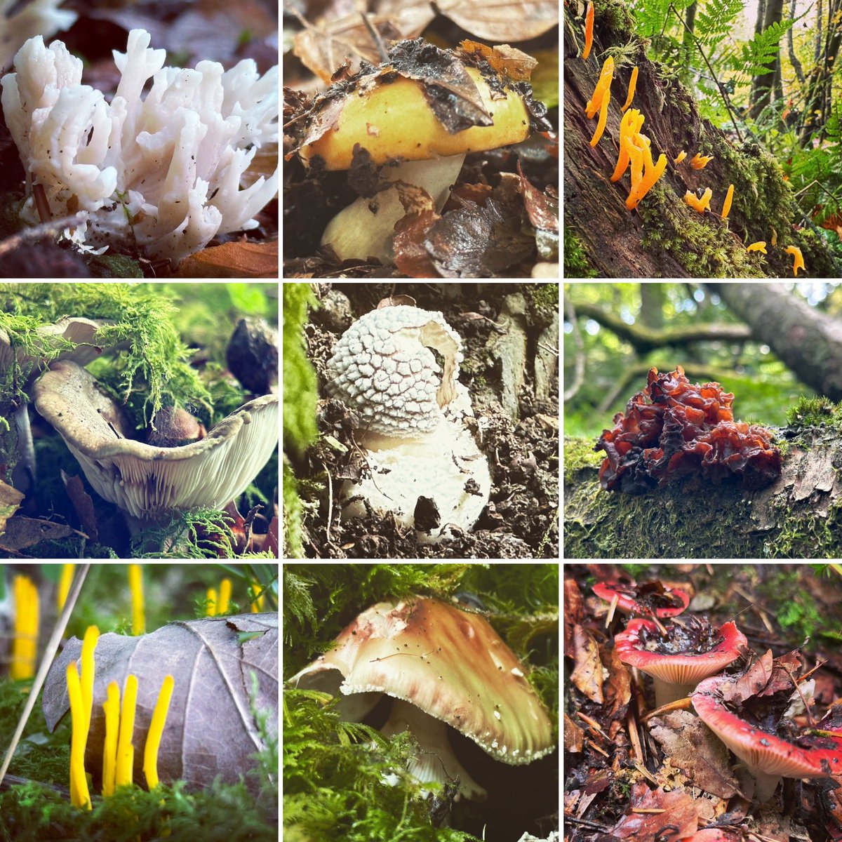 Few from this season #UKFungusDay #mushrooms #fungi #fungus #Autumn #woodlandfloor #woodland #woods #forest #trees #plants #nature #goodforthesoul #NaturePhotograhpy #forestphotography #photography #windermere #LakeDistrict #Cumbria #walking #Wellbeing