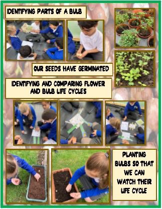 LFP_MrsC's tweet photo. #LFP5SC had a fantastic time in their Roots to Fruit lesson identifying parts of a bulb and comparing their lifecycle with those of other plants. @Lea_Forest_HT @lea_forest_aet @rootstofruit202 @AETAcademies https://t.co/pLTpURXzZw