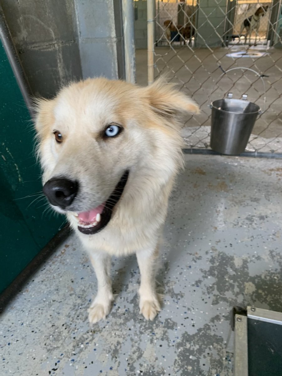 AnimalRescueAid's tweet photo. Please help us send Bullock County Humane Society (AL) 15 beds for their sweet pups. Please donate a little - every $ helps 🙏
Venmo - animalrescueaid  (QR Code below)
https://t.co/ckiOdIIbcD  or animalrescueaid@gmail.com  
Registered 501C3 https://t.co/PvCt0KOkNG