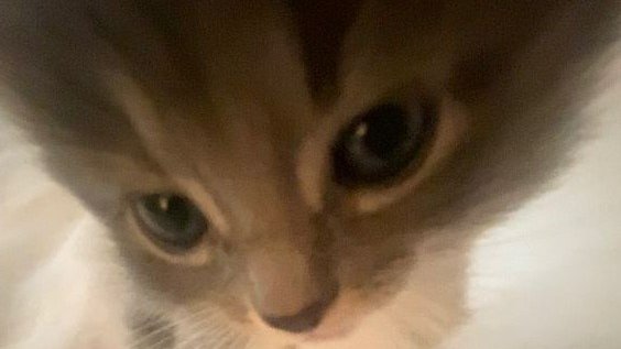 Renjun hehe cat of the day 🥹🐱🐾💛🤏🏻