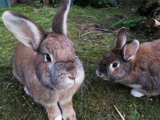 It’s World Smile Day! 😊

Let’s spread some smiles by sharing pictures of your happy, hoppy buns to cheer up everybun’s newsfeeds today! 🐰😍🐰

Hoppy #WorldSmileDay! 😁